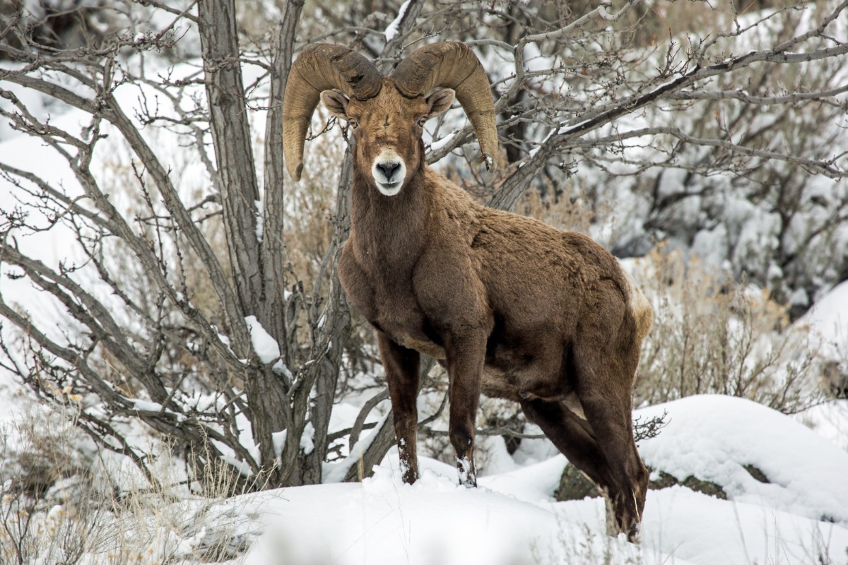 Bighorn Sheep on Highway 97A