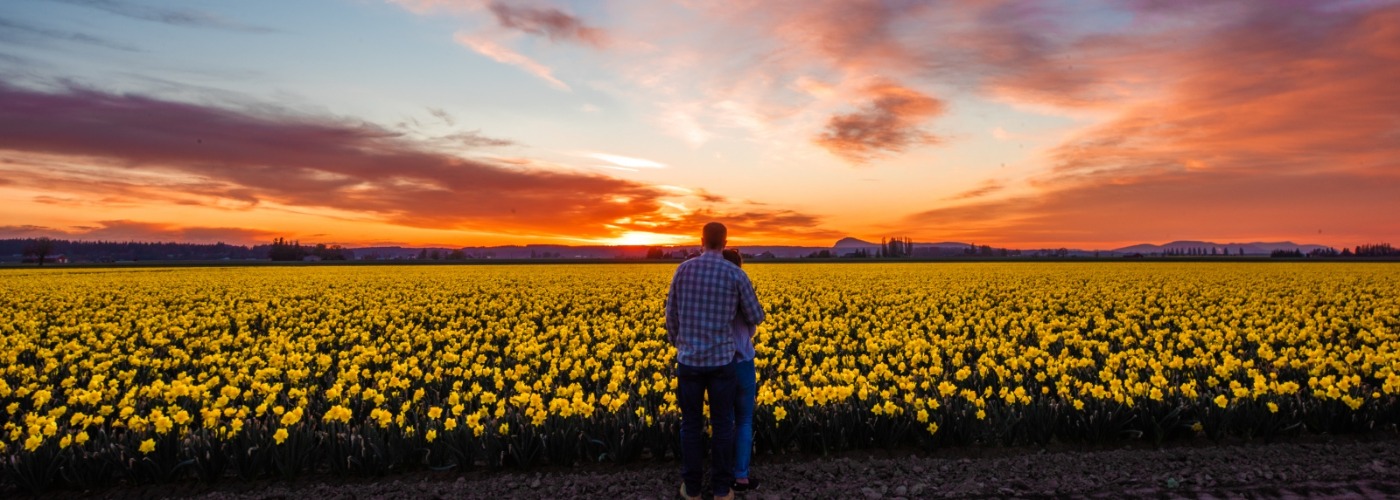 Daffodil Fields