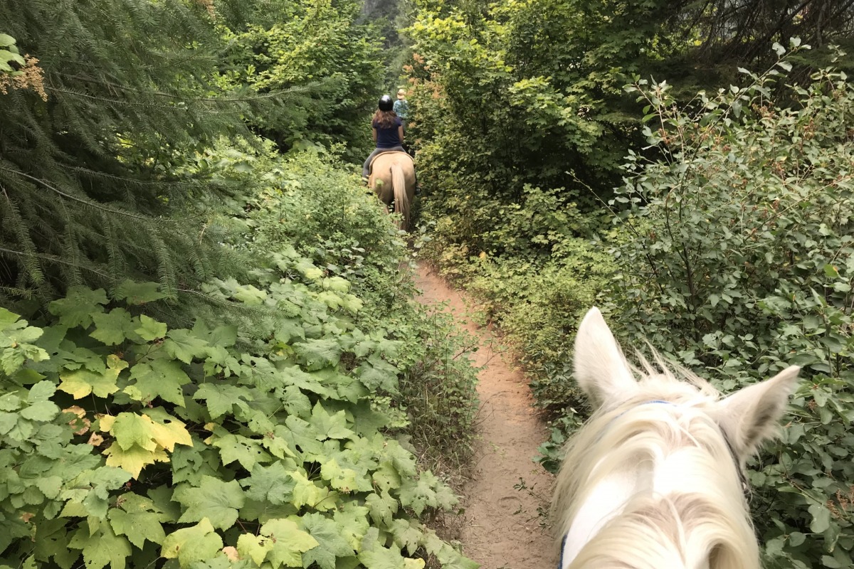 Wild at Heart Horseback Rides