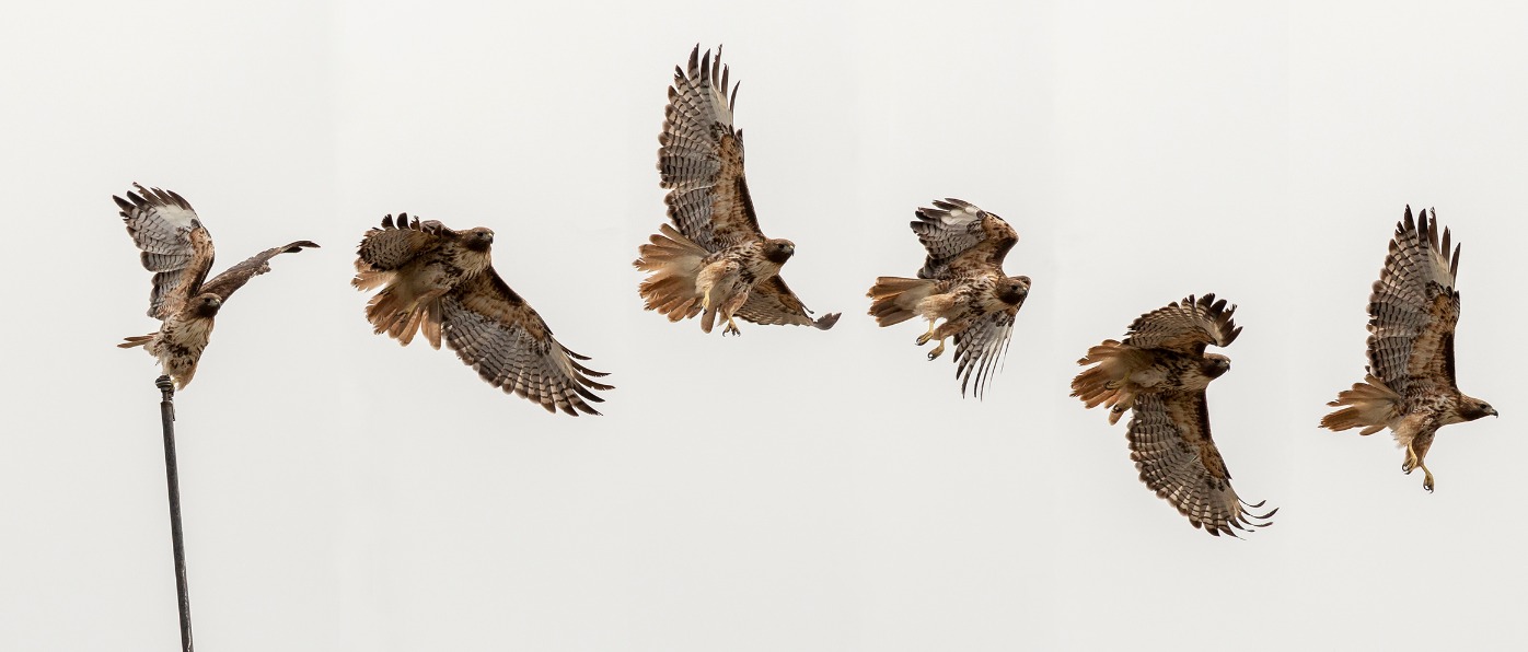 Identifying Raptors On The Cascade Loop | cascadeloop.com