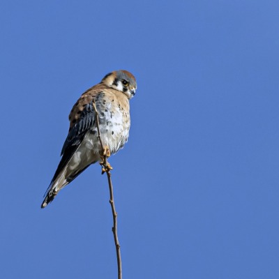 American Kestrel - Horan Natural Area