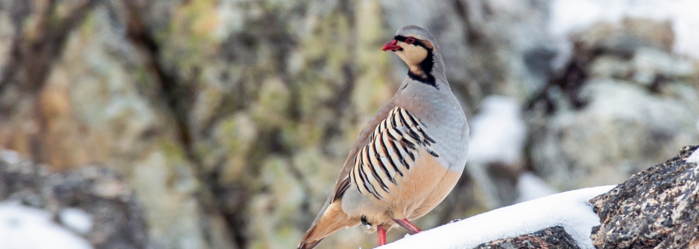 Chukar near Chelan Falls, Highway 97-A