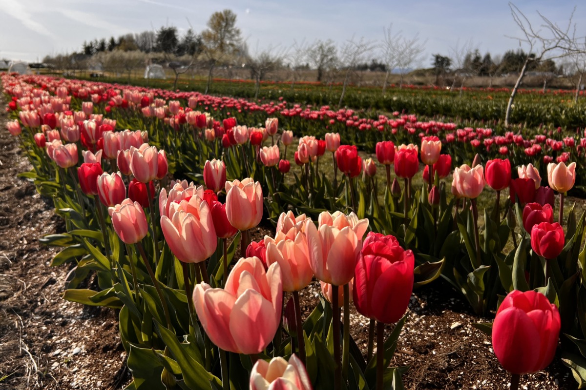 Tulip Valley Farm
