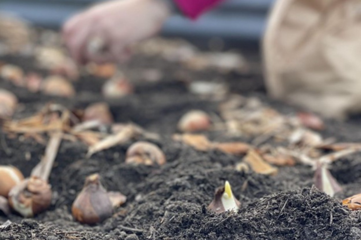 Tulip Valley Farms -- Bulb Planting tips