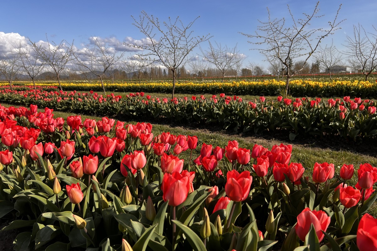 Tulip Valley Farms row