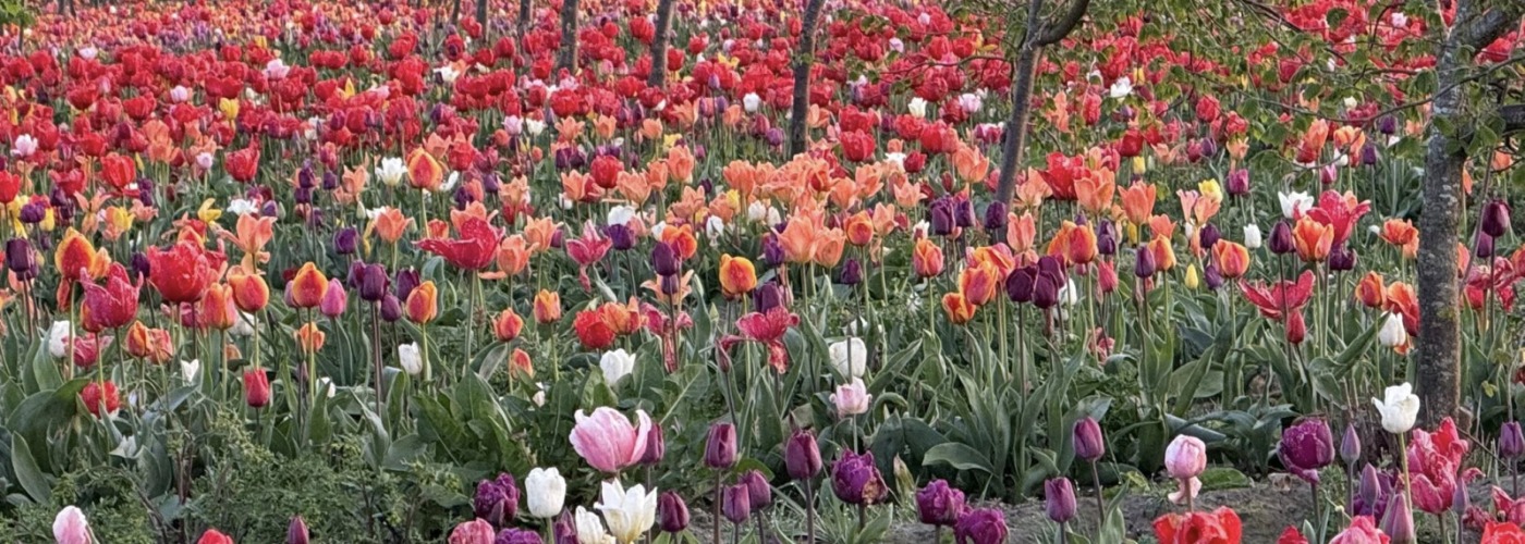 Tulip Valley Farms
