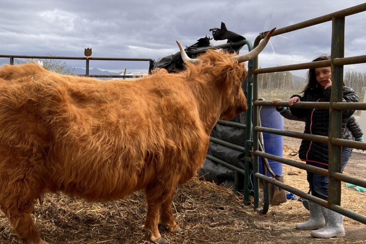 Tulip Valley Farm cow