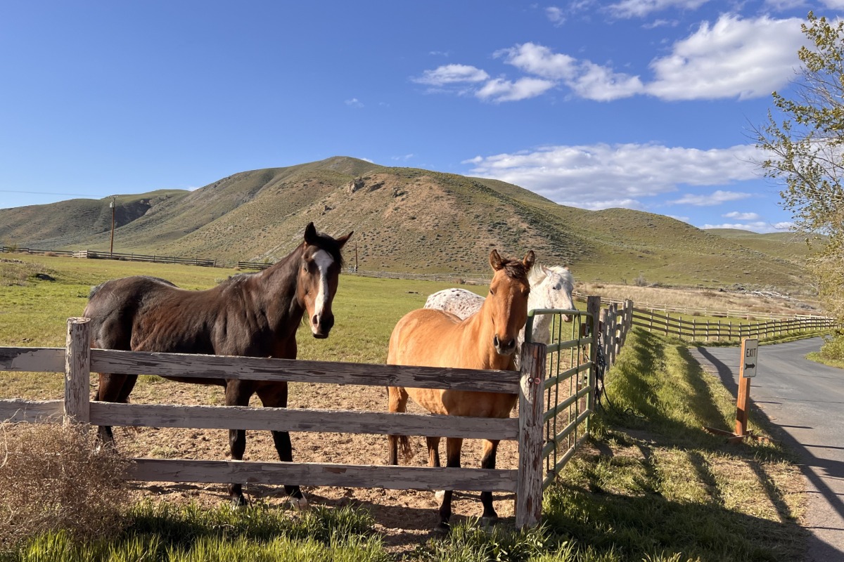 Horses near Casia Lodge, Twisp