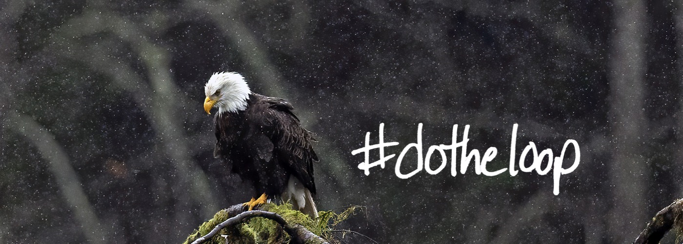 Bald Eagle in the Rain