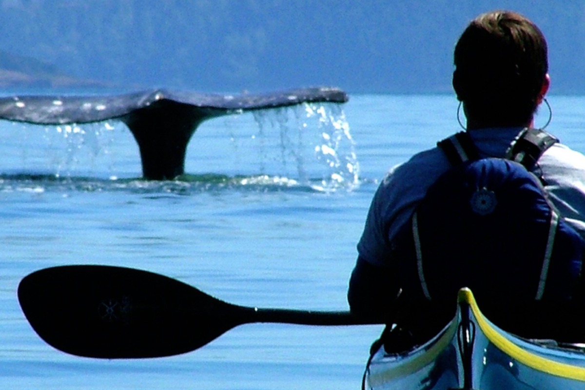 Anacortes Kayak Tours