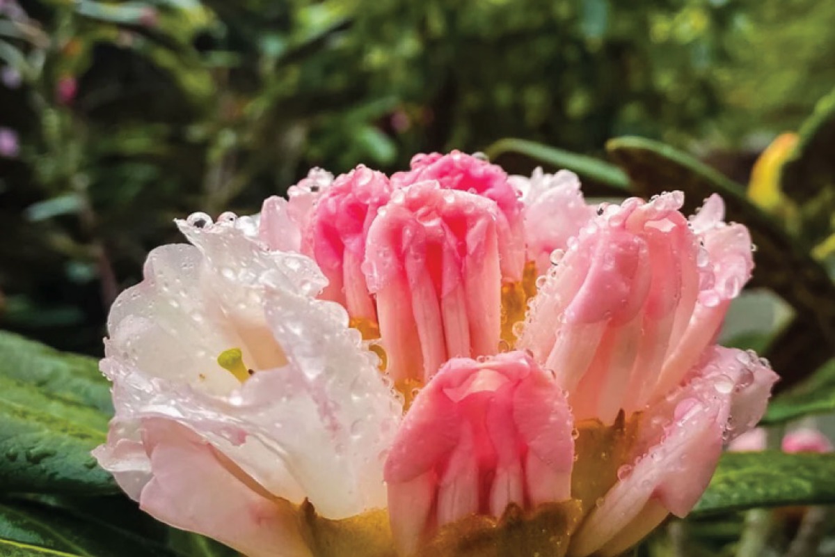 Whidbey Island - Quiet Season - Flowers
