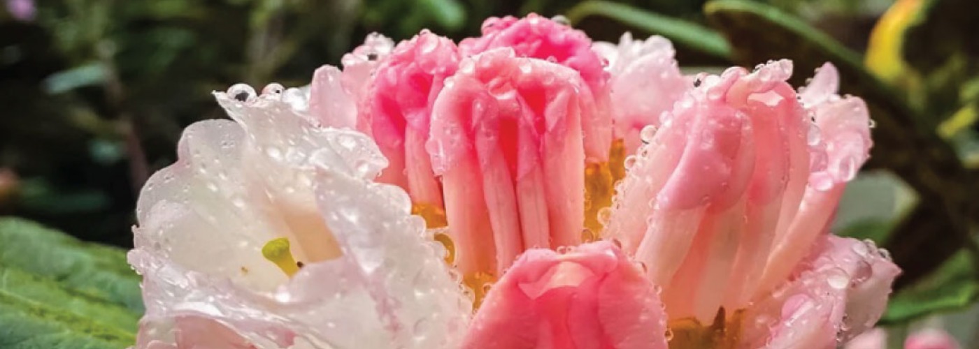 Whidbey Island - Quiet Season - Flowers