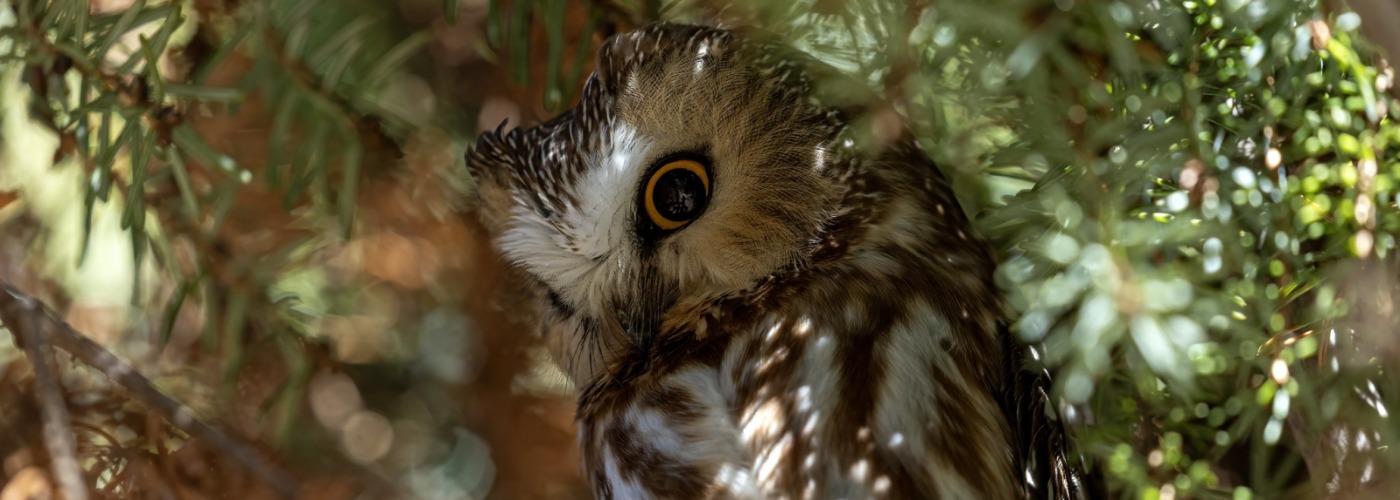 Saw Whet Owl - Pete Freund Photography