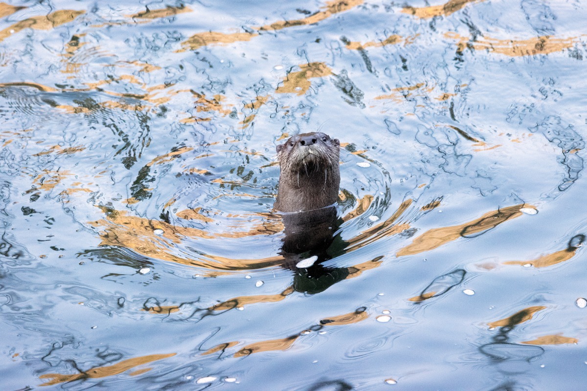River Otter