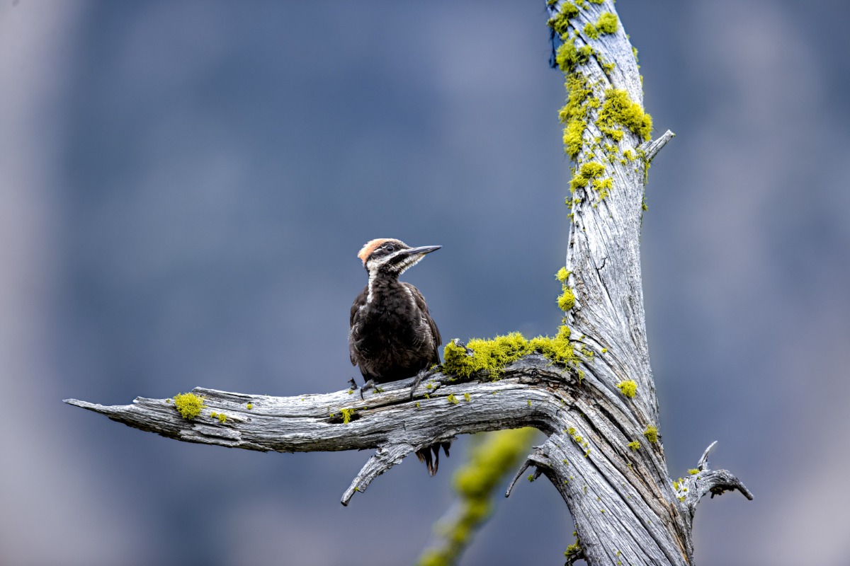 Pileated Woodpecker at Washington Pass