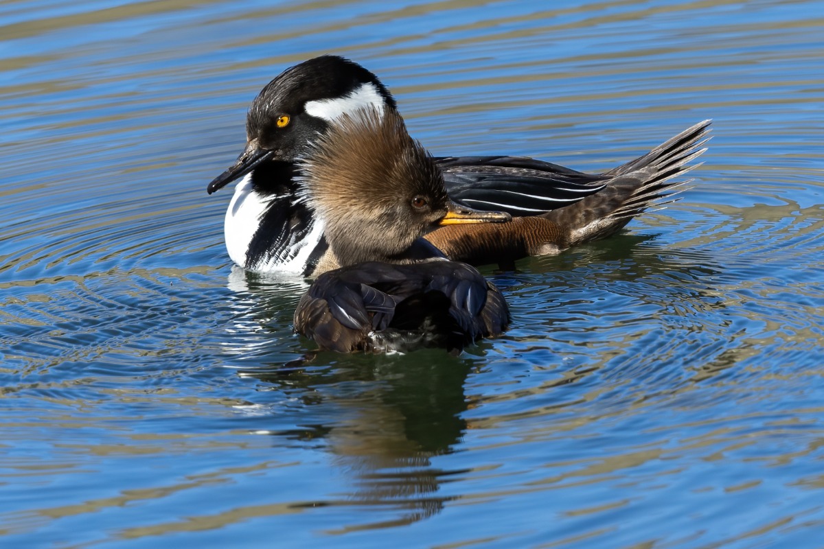 Hooded Mergansers